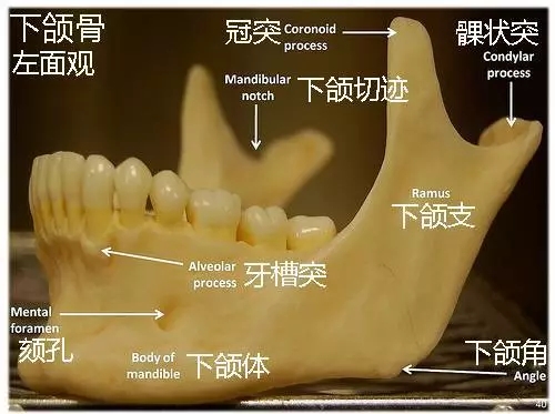 矫正牙齿对下颌角没有影响的,对脸型影响不大